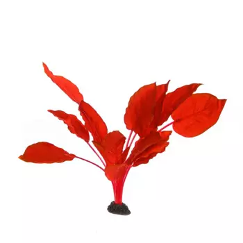 AquaFantasy Декор для аквариума Анубиас Бартера, 30см