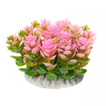 Aquafantasy Декор для аквариумов Растение розовое, 10x10x8 см