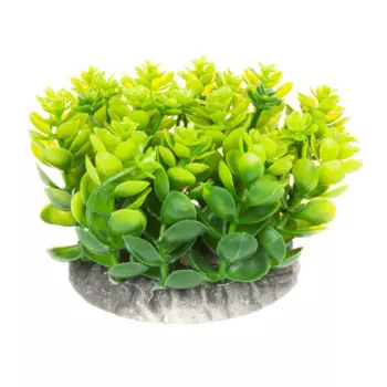 AquaFantasy Декор для аквариумов Растение зеленое, 10x10x8 см