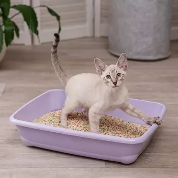 MP Bergamo Туалет средний для кошек, 45х35х10 см, лиловый