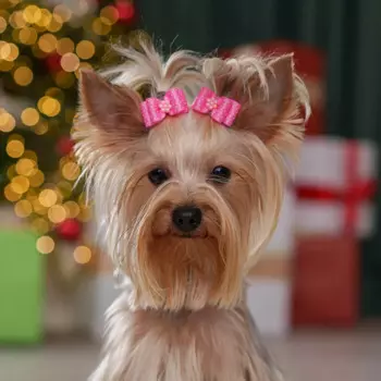 Petmax Бантик для кошек и собак, 2 шт., 3,5х2 см, розовый в горох