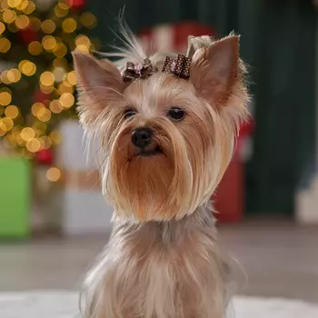 Petmax Бантик для кошек и собак, 2 шт., 3,5х2 см, коричневый в горох