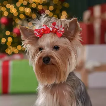 Petmax Бантик новогодний с варежкой для кошек и собак, 2 шт., 4,5х3,5 см