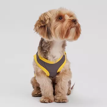 Petmax Борцовка серая S