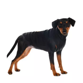 Petmax Футболка для собак M черный (унисекс)