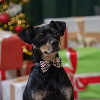 Petmax Галстук-бант для кошек и собак Черепа, бабочка 7,5х4 см, длина ремешка 20 см, черный