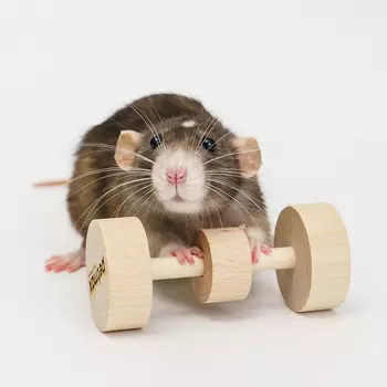 Petmax Игрушка для хомяков Гантеля, 4х9 см