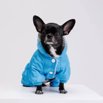 Petmax Комбинезон для собак, S, голубой