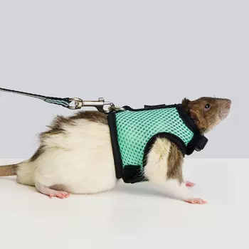 Petmax Комплект шлейка и поводок для грызунов Air Сплинтер, длина поводка 120 см, ширина ремешка 1 см, обхват груди 23 см, зеленый