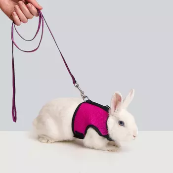 Petmax Комплект шлейка и поводок для грызунов Air Сплинтер, длина поводка 120 см, ширина ремешка 1 см, обхват груди 33 см, орхидея