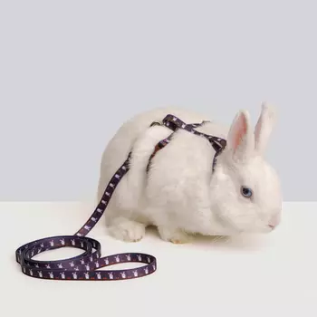 Petmax Комплект шлейка и поводок для грызунов Сплинтер, длина поводка 120 см, ширина ремешка 1 см, коричневый