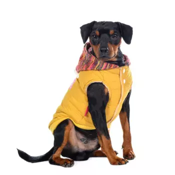 Petmax Куртка желтая с капюшоном 2XL