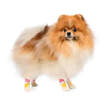 Petmax Носки S для собак бежевые с лимоном