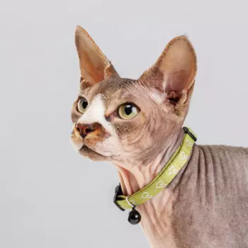 Petmax Ошейник нейлоновый со светоотражающим адресником для кошек и собак мелких пород, 1х30 см, зеленый