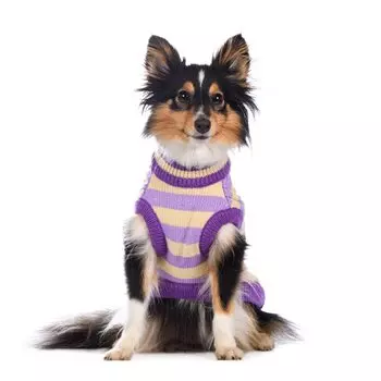 Petmax Свитер для собак M фиолетовый (унисекс)