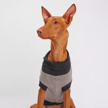 Petmax Свитер с аппликацией для кошек и собак, 55 см, серый