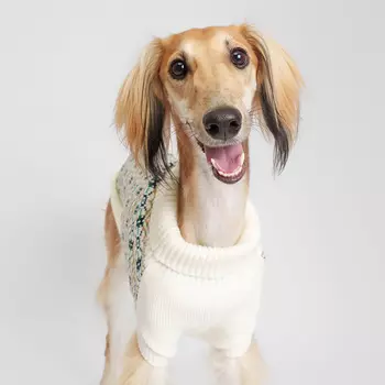 Petmax Свитер с узорами для собак, 4XL, белый