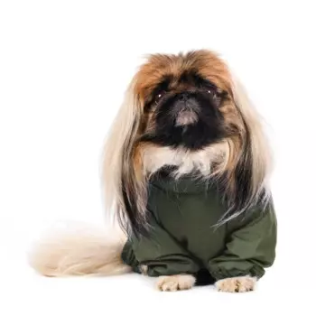 Rungo Комбинезон теплый Шитцу мальчик красный