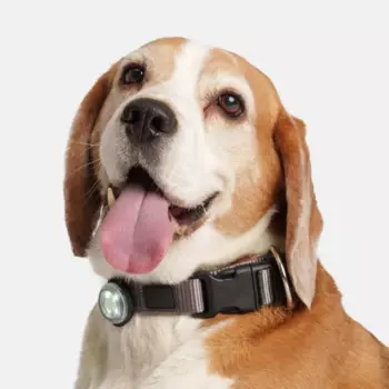 Rungo Накладка USB светящаяся из силикона для собак, 3х8 см, черная