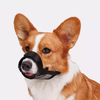 Rungo Намордник для собак нейлоновый, M, обхват морды 20-22 см