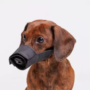 Rungo Намордник для собак нейлоновый, XS, обхват морды 16-18 см