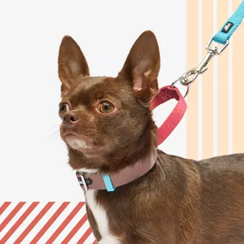 Rungo Ошейник для собак Мартингейл, объем шеи 27-35 см, ширина ремешка 2 см, малиновый-зеленый