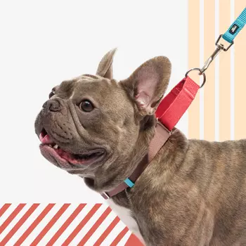 Rungo Ошейник для собак Мартингейл, объем шеи 27-35 см, ширина ремешка 2,5 см, малиновый-зеленый