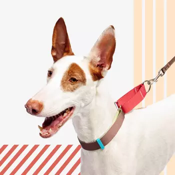 Rungo Ошейник для собак Мартингейл, объем шеи 41-55 см, ширина ремешка 2,5 см, малиновый-зеленый