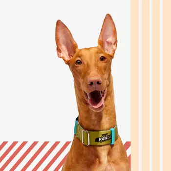 Rungo Ошейник для собак Мартингейл Wide, объем шеи 41-55 см, ширина ремешка 3,8 см, голубой-зеленый