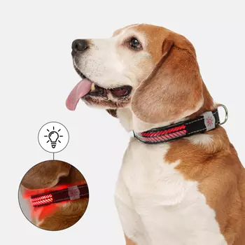 Rungo Ошейник светящийся для собак, L, 51-61 см, черный