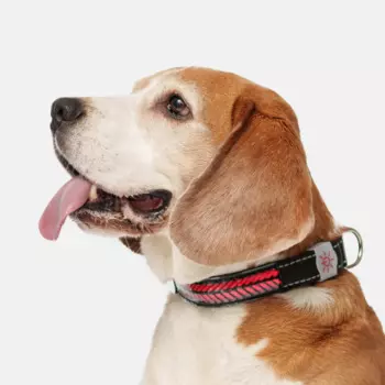 Rungo Ошейник светящийся для собак, S, 31-41 см, черный