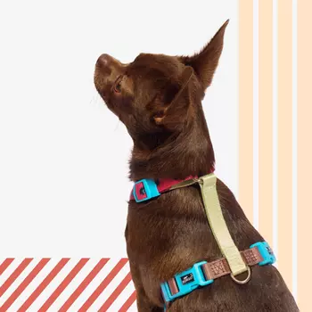 Rungo Шлейка для собак Easy Fit, объем груди 34,5-42 см, ширина ремешка 1,6 см, коричневый-зеленый