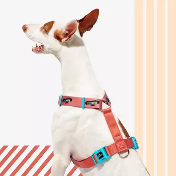 Rungo Шлейка для собак Easy Fit Wide, объем груди 62-90 см, ширина ремешка 3,8 см, априкот