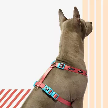 Rungo Шлейка для собак Easy Fit Wide, объем груди 62-85 см, ширина ремешка 2,5 см, априкот