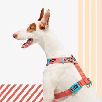 Rungo Шлейка для собак Easy Fit Wide, объем груди 52-68 см, ширина ремешка 3,8 см, априкот