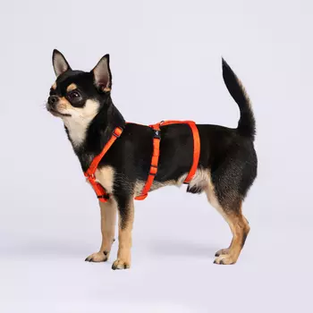 Rungo Шлейка для собак Vario Soft Fix, обхват живота 20-35 см, обхват груди 32-45 см, папайя