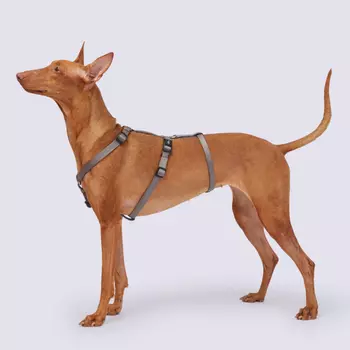 Rungo Шлейка для собак Vario Soft Fix, обхват живота 40-65 см, обхват груди 50-75 см, графит