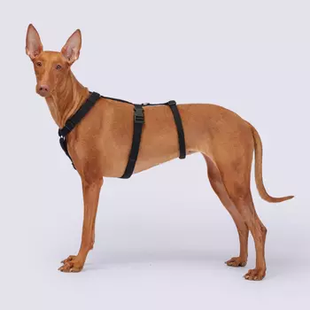 Rungo Шлейка для собак Vario Soft Fix, обхват живота 60-90 см, обхват груди 75-100 см, черный