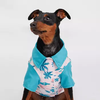 RURRI Футболка для кошек и собак, M, голубая с принтом