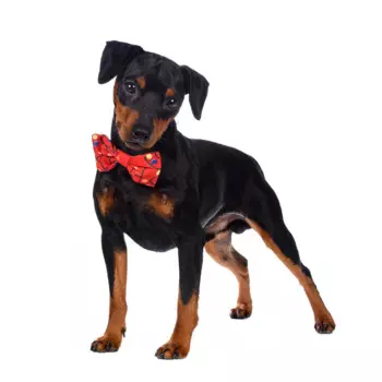 Rurri Галстук-бант для собак красный светящийся Led