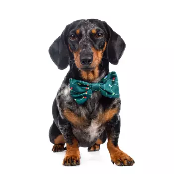 RURRI Галстук-бант для собак зеленый светящийся Led