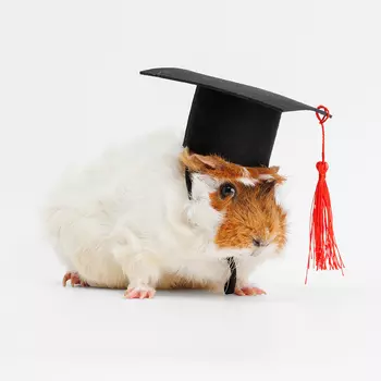 Rurri Колпак для грызунов, L, 10х10х4,8 см