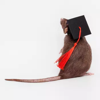 Rurri Колпак для грызунов, S, 5,5х5,5х3,2 см