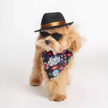 RURRI Комплект (шляпа, очки и бандана) 2 для кошек и собак, шляпа 13х15х5,5 см, очки 8,5х2,5 см, длина дужек 5,5 см