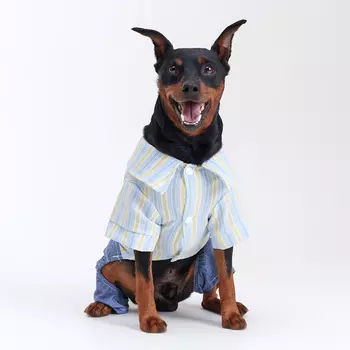 RURRI Костюм джинсовый с рубашкой для собак, L