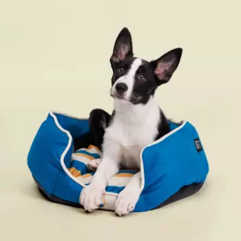 RURRI Лежак с бортиками для собак и кошек Аквамарин, 55х40х13 см