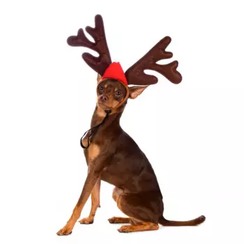 RURRI Ободок безразмерный для собак и кошек Рога оленьи коричневый (унисекс)