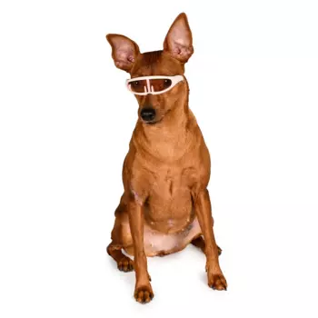 Rurri Очки солнечные прямые для кошек и собак