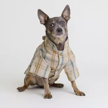 RURRI Рубашка с бантом для собак, M, кофейная