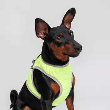 Rurri Шлейка со светоотражающей лентой для кошек и собак, L, обхват груди 36-39 см, обхват шеи 26-28 см, желтая